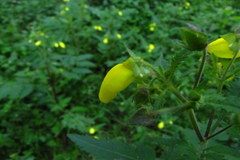 Calceolaria mexicana